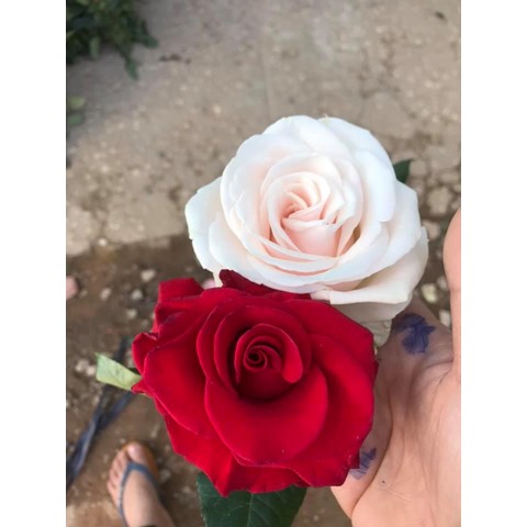 Kẹo socola dịp lễ tình nhân valentine 14 tháng 2
