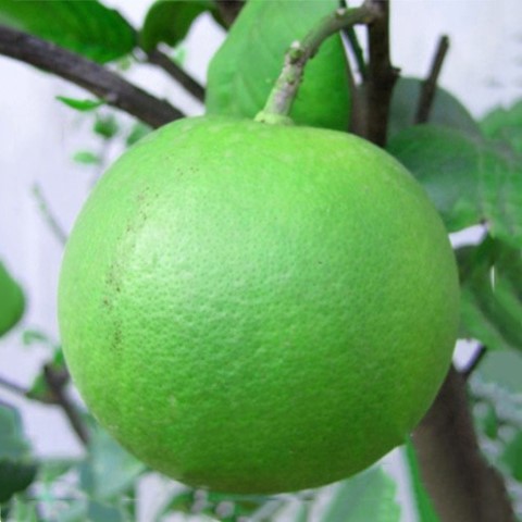 Bưởi da xanh